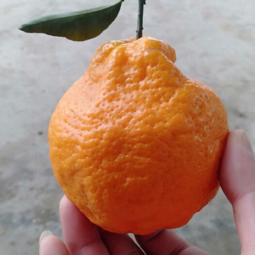 仁寿县清脆化渣甜如蜜的春见(耙耙柑)现在火热预定开始了！