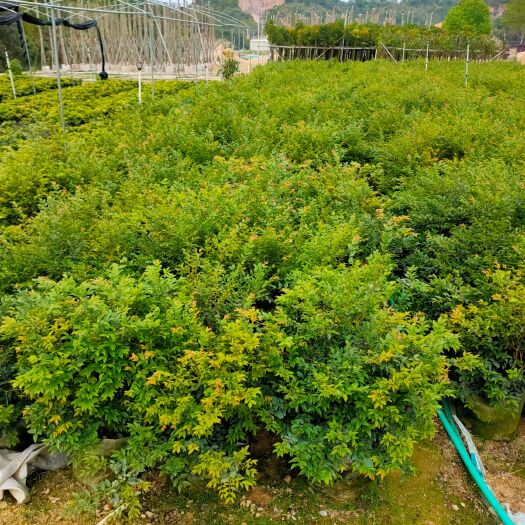 普宁市嘉宝果苗  嘉宝果（树葡萄）高度60-1米大量供应中 质量保证