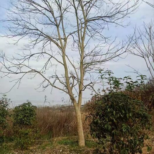嵊州市无患子树 无患子