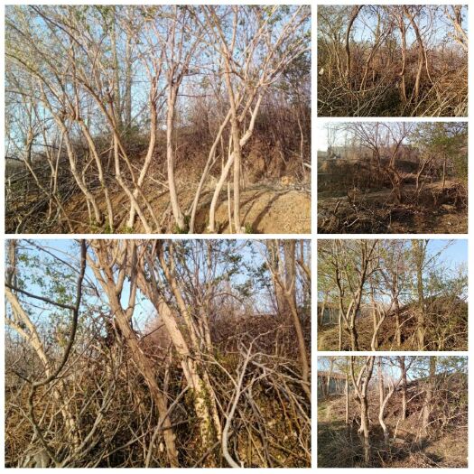 青州市金银木苗木出售直径3-8cm
