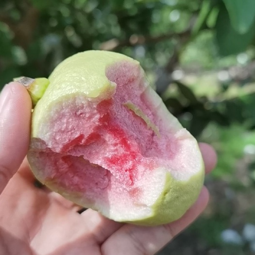 红心芭乐 引进的珍珠芭乐，口感脆甜可口，鲜泽动人，也是大