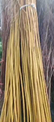 黄金柳苗