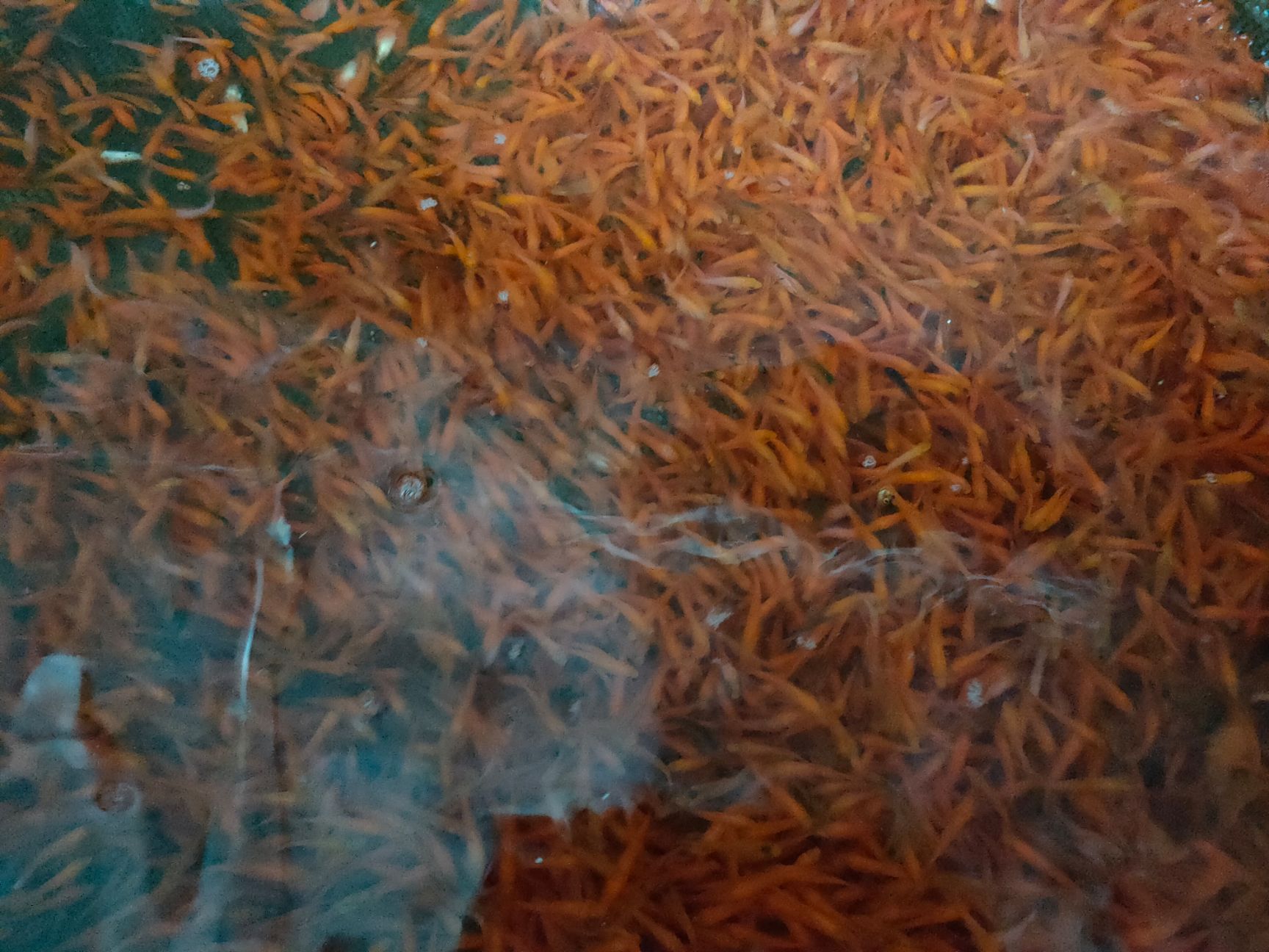 鱼场直供 红鲤鱼苗