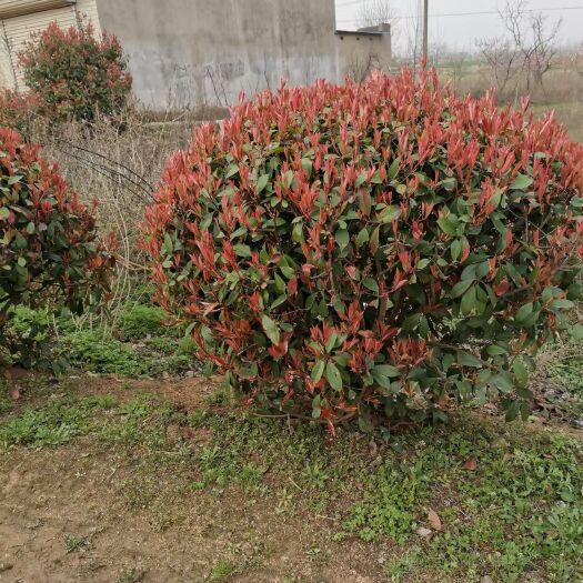 南京火焰红 红叶石楠球，自产自销300亩冠幅50-400。毛冠精修都有。