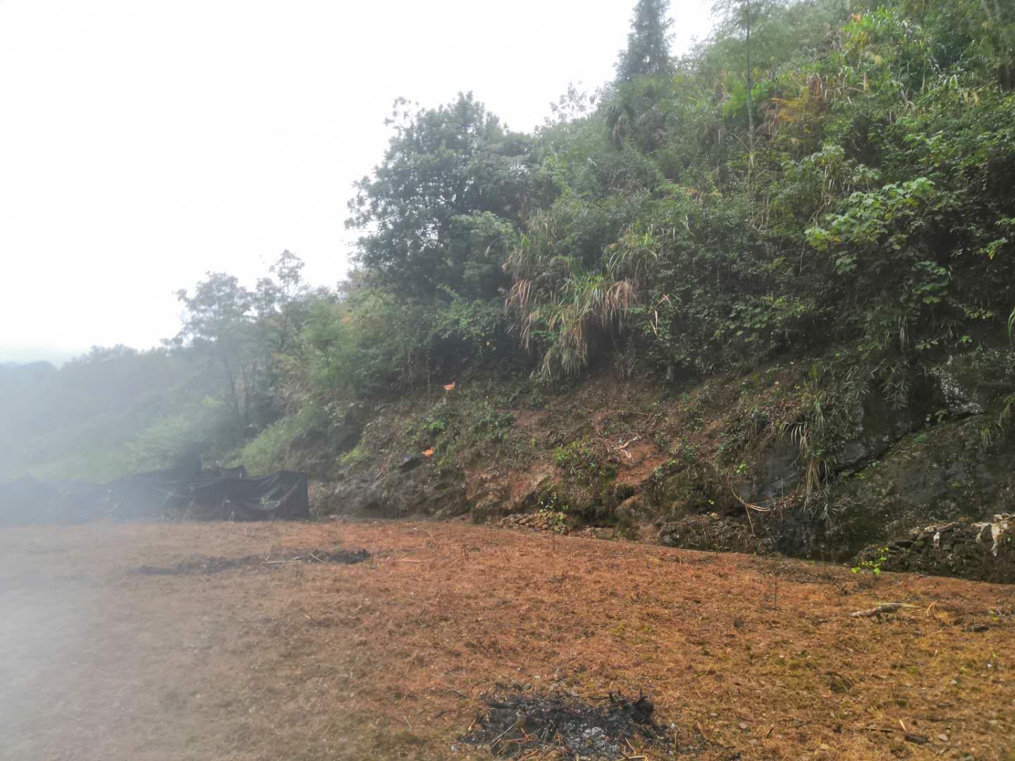 千岛湖土鸡