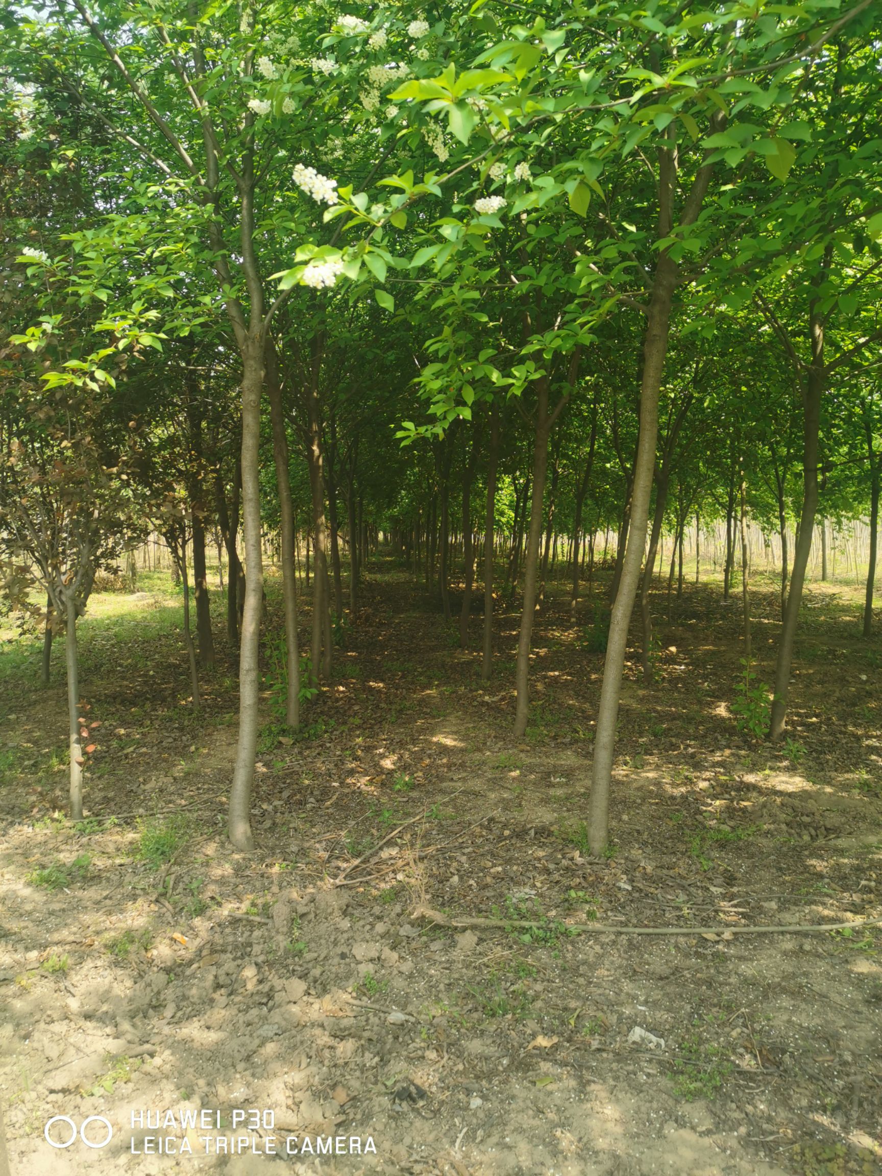 密枝紫叶李 紫叶稠李