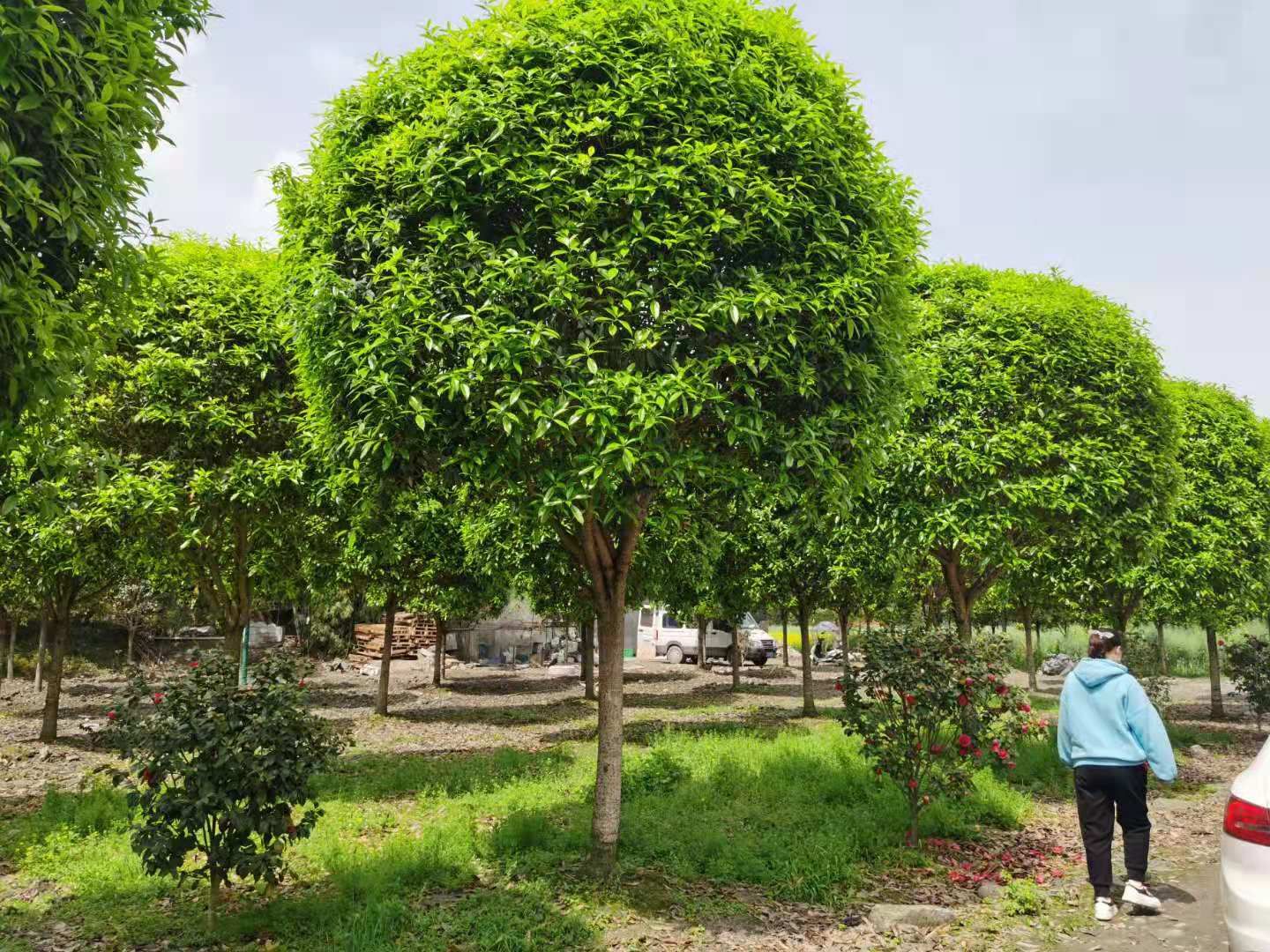 黄金桂花树  10cm成都高杆桂花