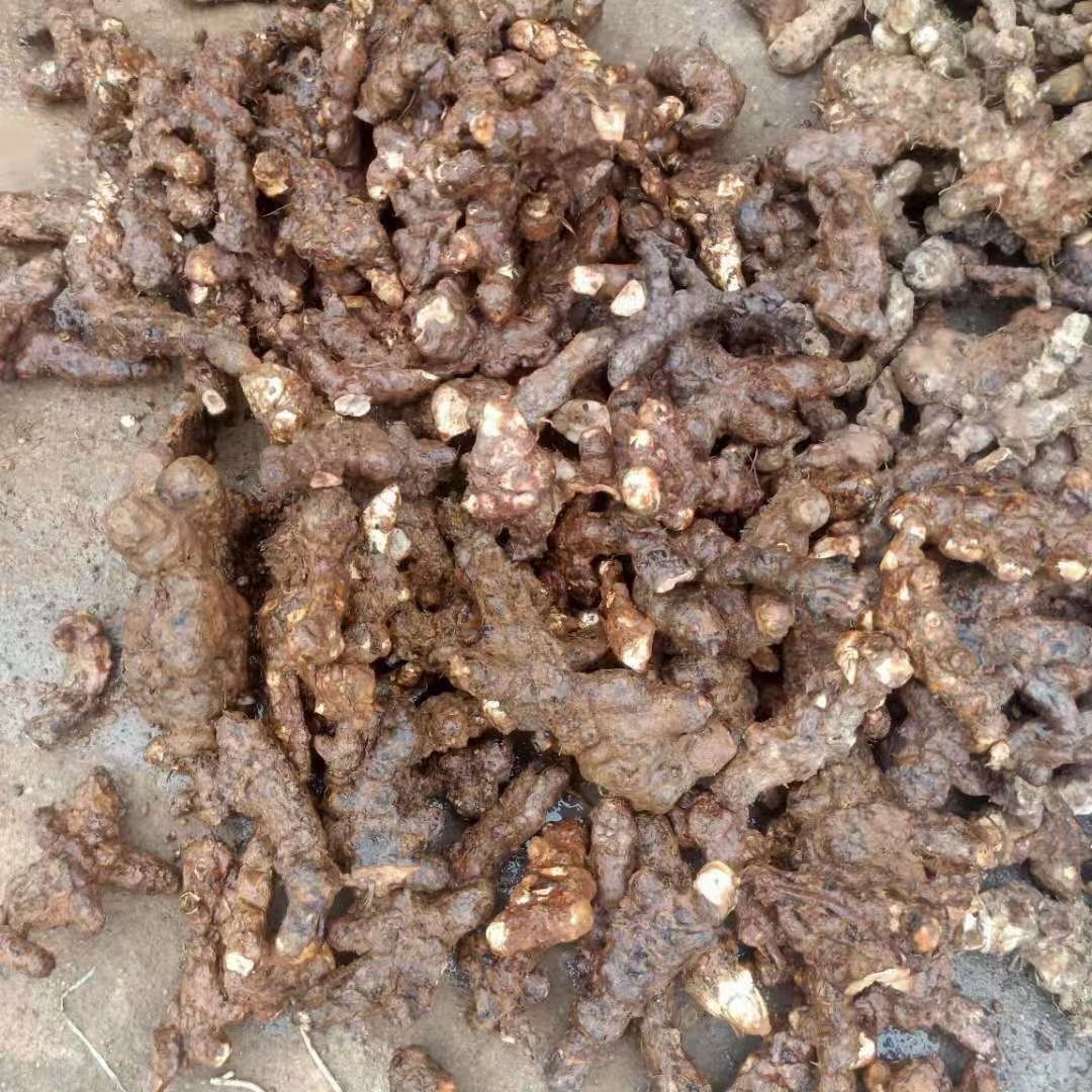 广东清远本地土茯苓，无硫手工砍片，白肉粉质，产地加工价钱优惠