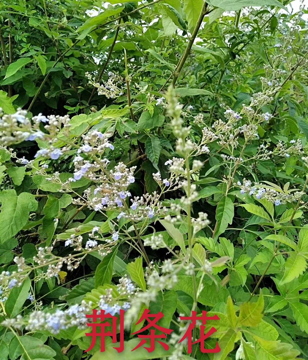 荆条蜜  土蜂蜜品质保证，假一赔十！