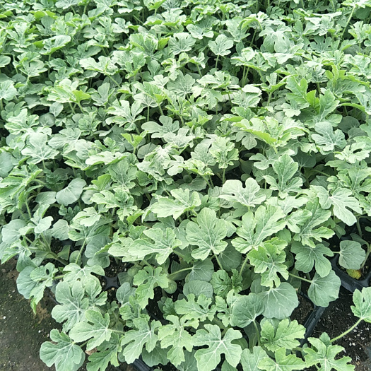 宿州美都西瓜苗 美都 8424，苗好苗齐，质量保障，价格优惠