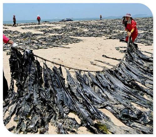荣成市鲜海带  山东荣成市4月下旬50万吨新海带上岸售卖