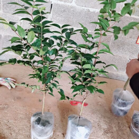 灵山县嘉宝果苗  四季开花结果的嘉宝果（树葡萄）