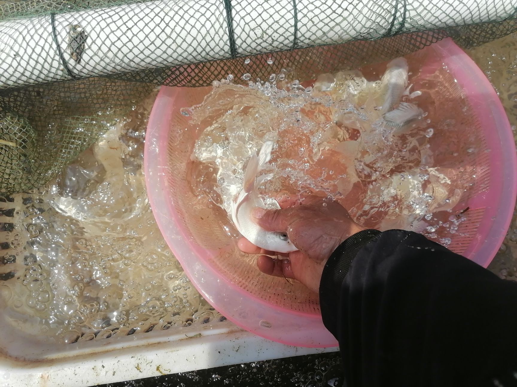 金鲤鱼 蝴蝶鋰15-17厘米的