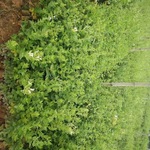 玉林山银花苗 40~50公分 