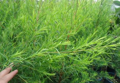 澳洲茶树（互叶百千层）瓶苗