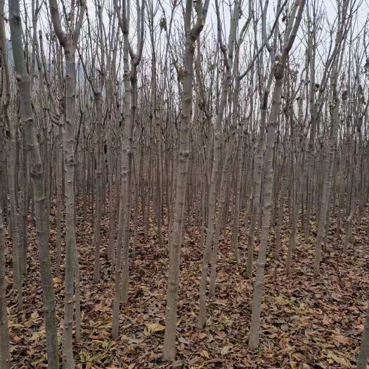 西安七叶树优惠出  胸径5-13公分
