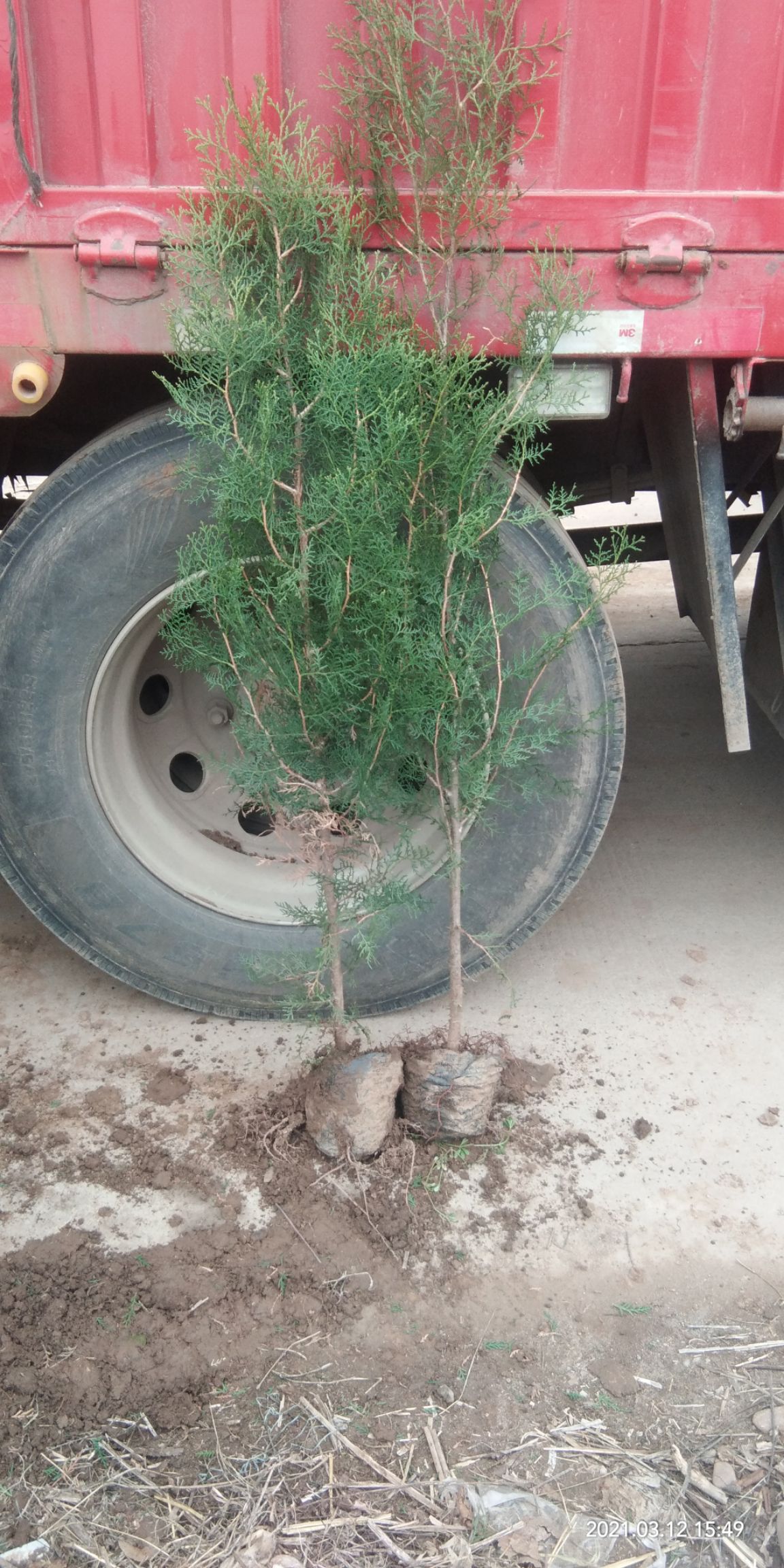 窄冠侧柏  1米1.2米，1.5，1.8-2米18*侧柏杯苗