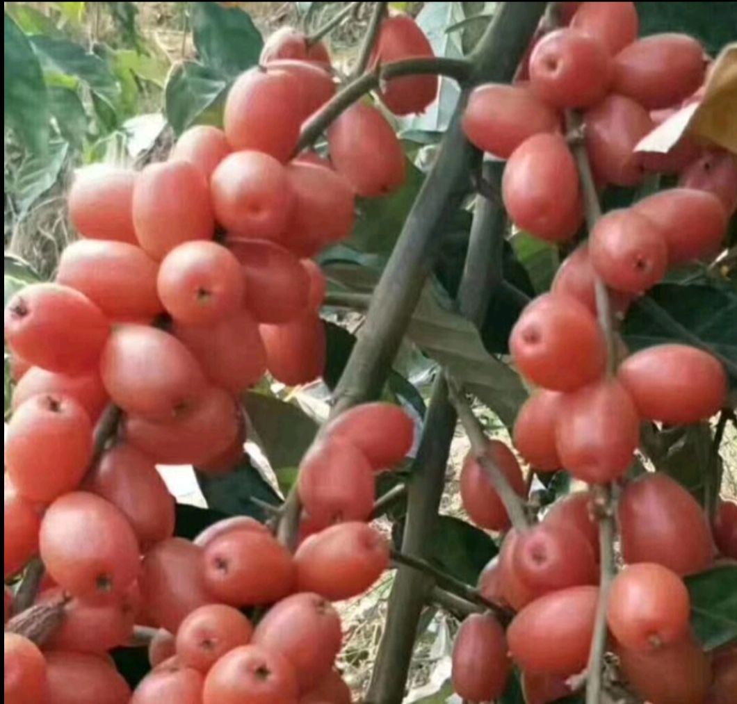 牛奶果苗 牛奶果（羊奶果）