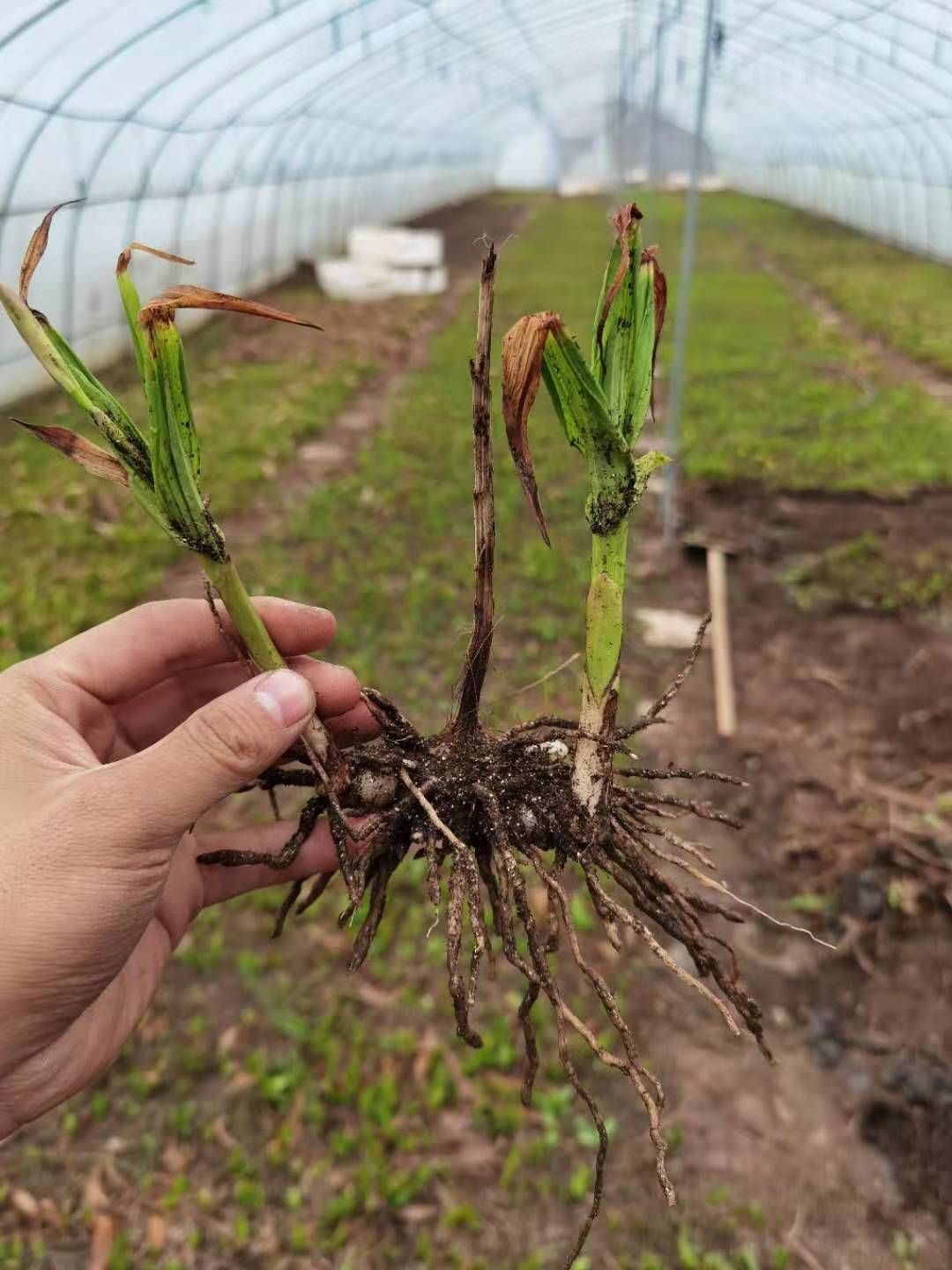  白芨苗 种苗 白芨苗苗
