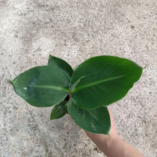 广州天堂鸟盆栽 天堂鸟