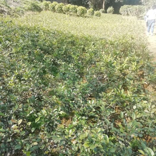长沙四海波  中华紋母球