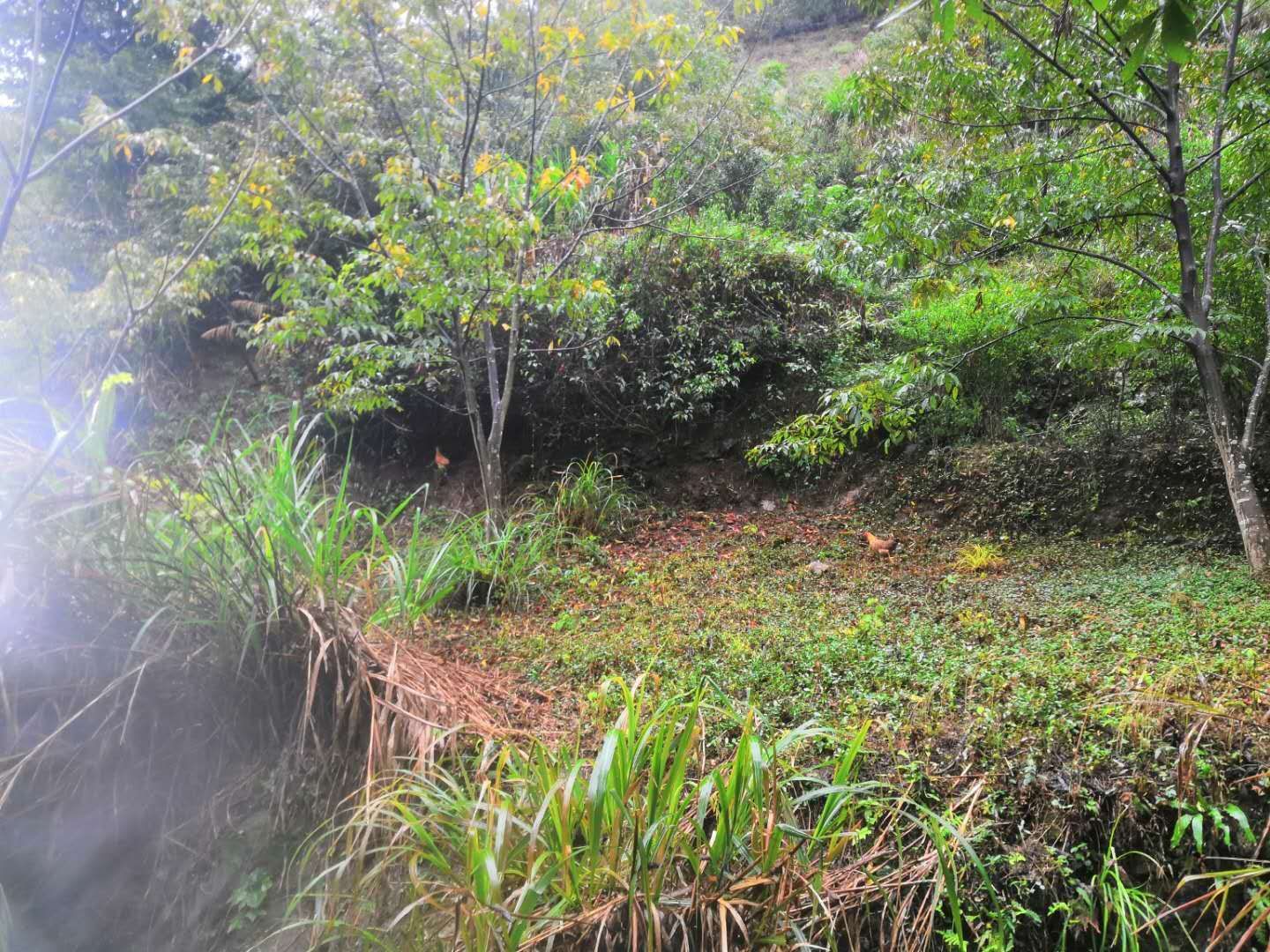 千岛湖土鸡
