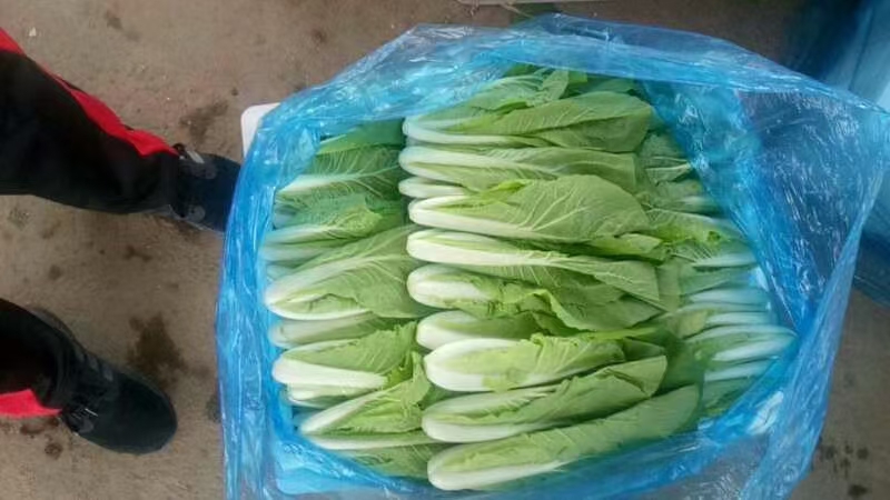 快菜  《热销中》大棚精品小白菜小油菜欢迎选购保质保量