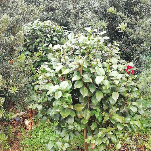 长沙 茶花球