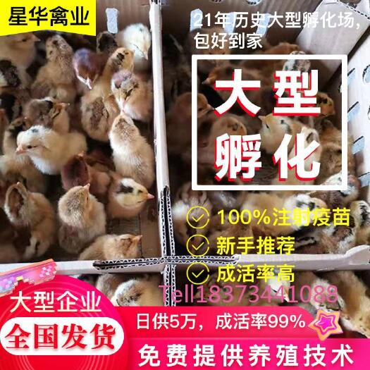 衡南县麻鸡苗  青脚麻鸡