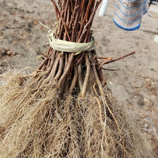 新宾县五味子苗  出售五味子种苗！新栽植技术无需剪枝，全程技术指导