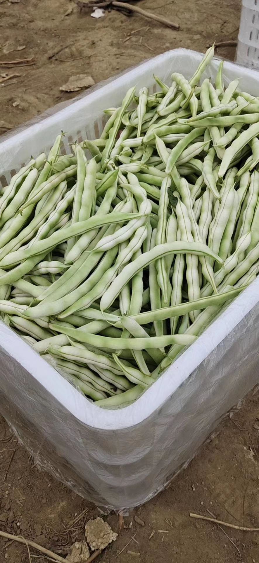 无筋四季豆  精芸豆九粒白无丝豆。