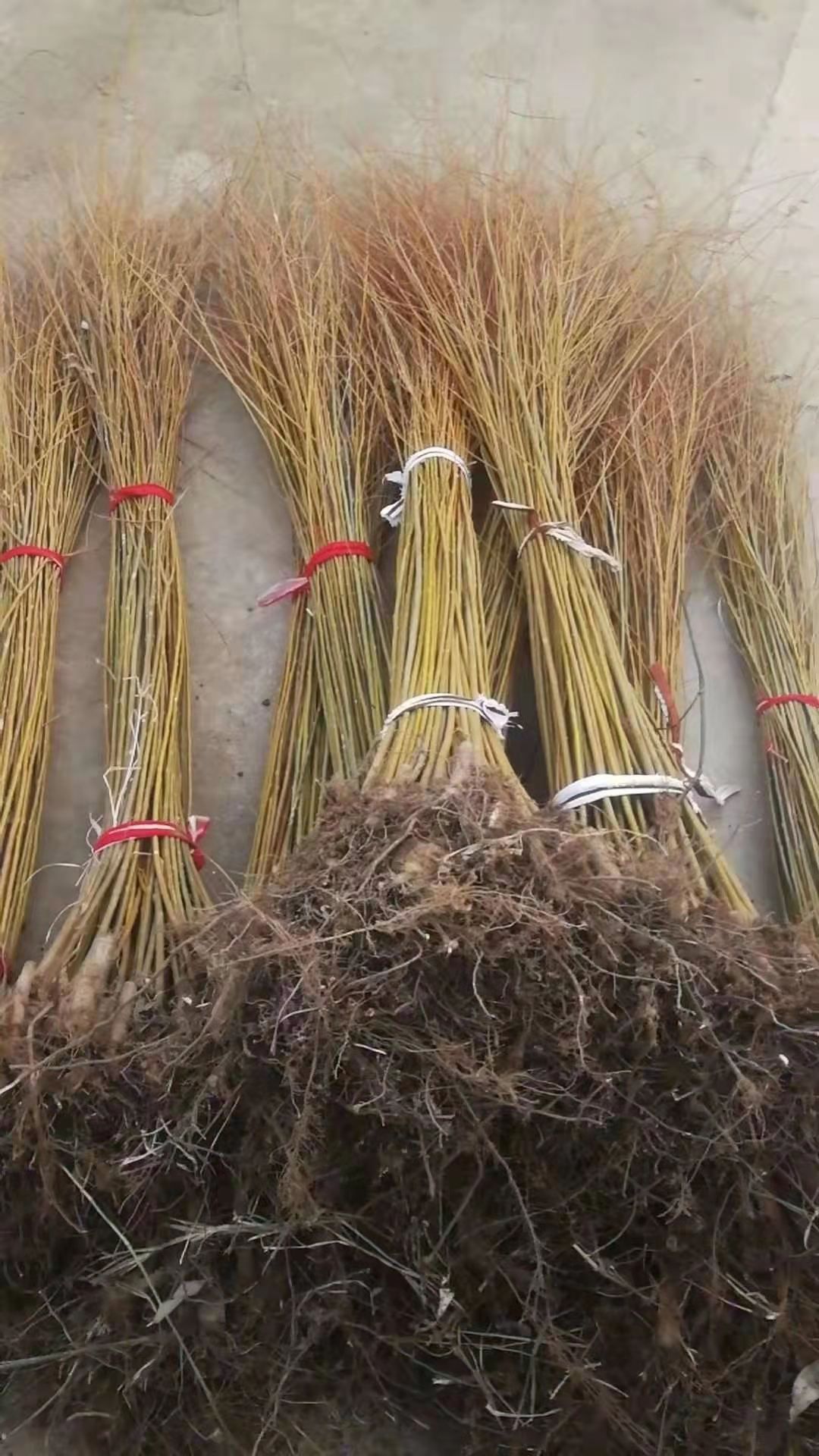 黄金柳苗