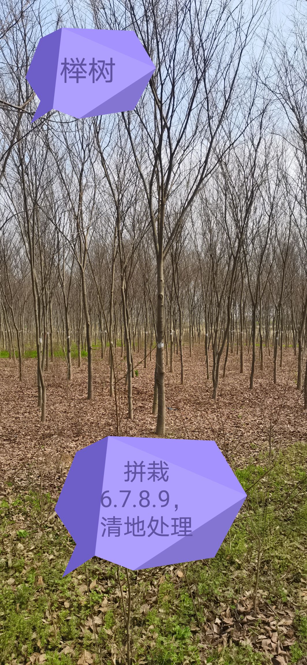 供应榉树8～10公分，三角枫单杆，丛生三角枫每杆4～5公分，