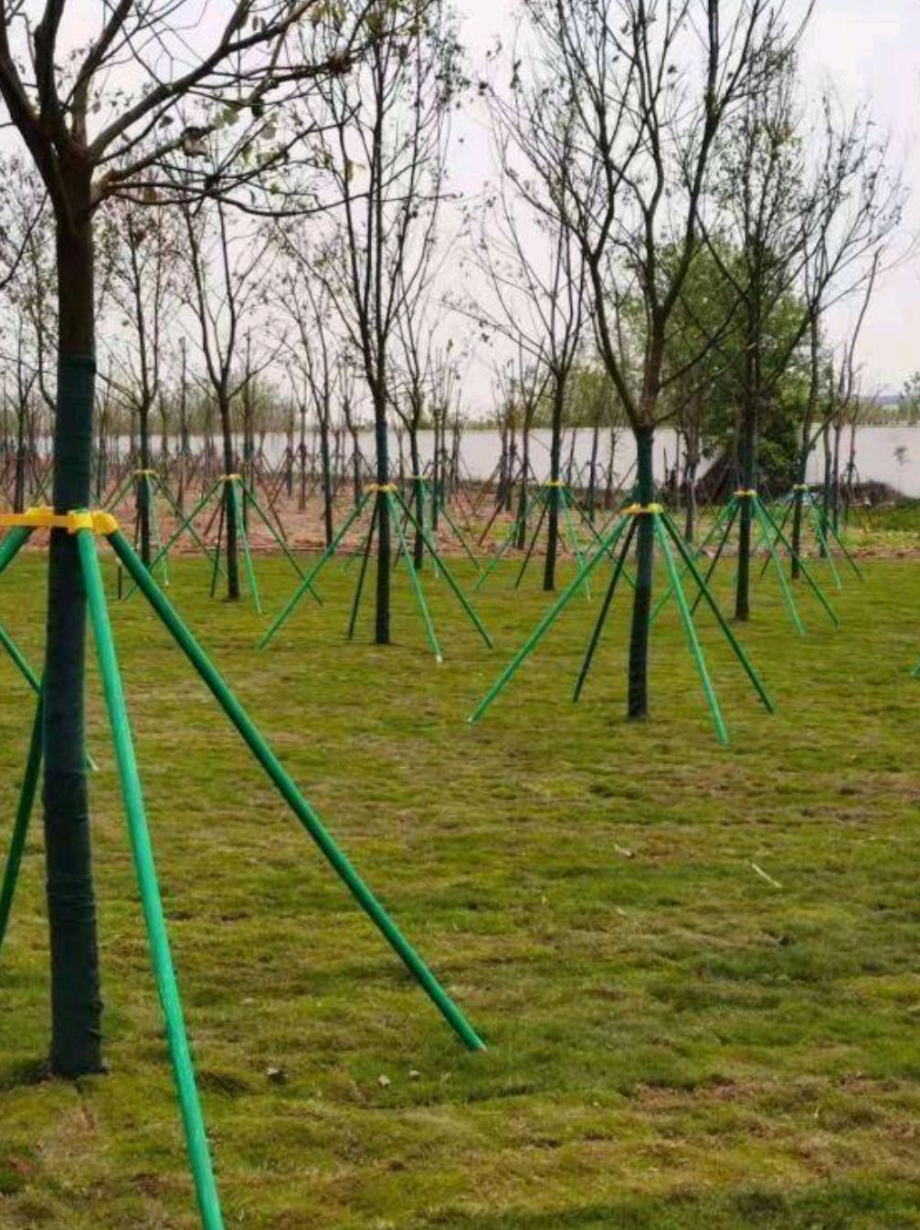 树木支撑架  百香果猕猴桃立柱 果木树木撑杆32*26（规格