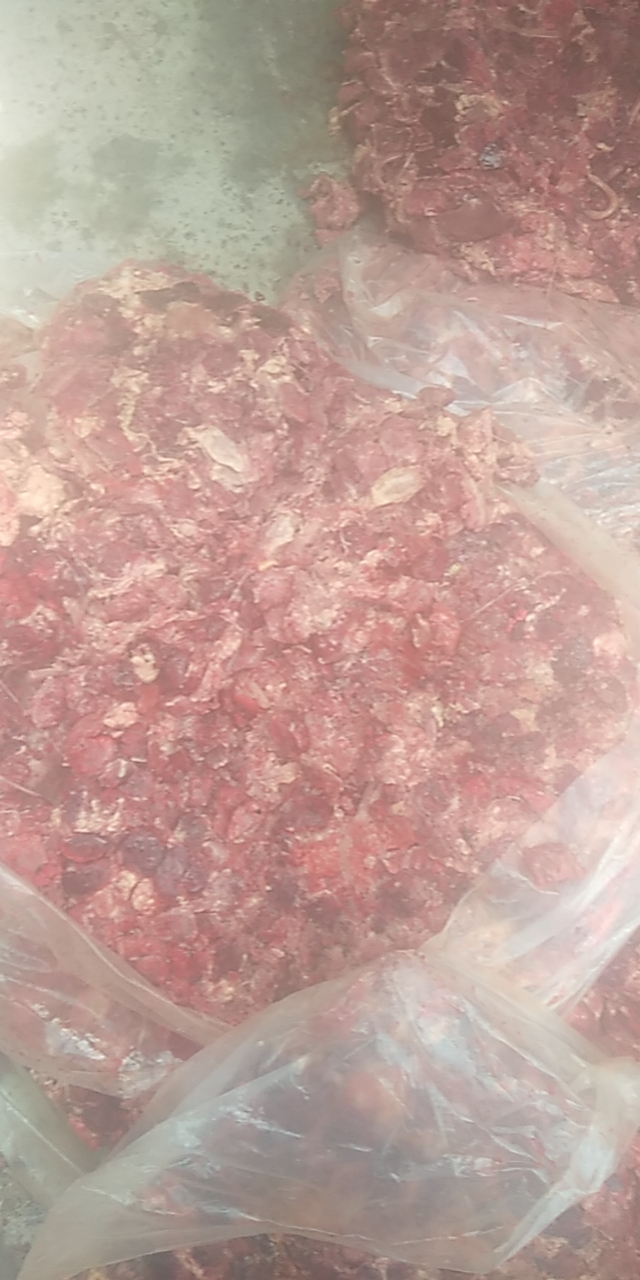 乌鳢苗 基地专业养殖