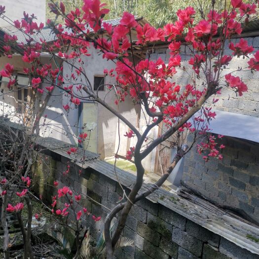 歙县国旗红杜鹃 映山红