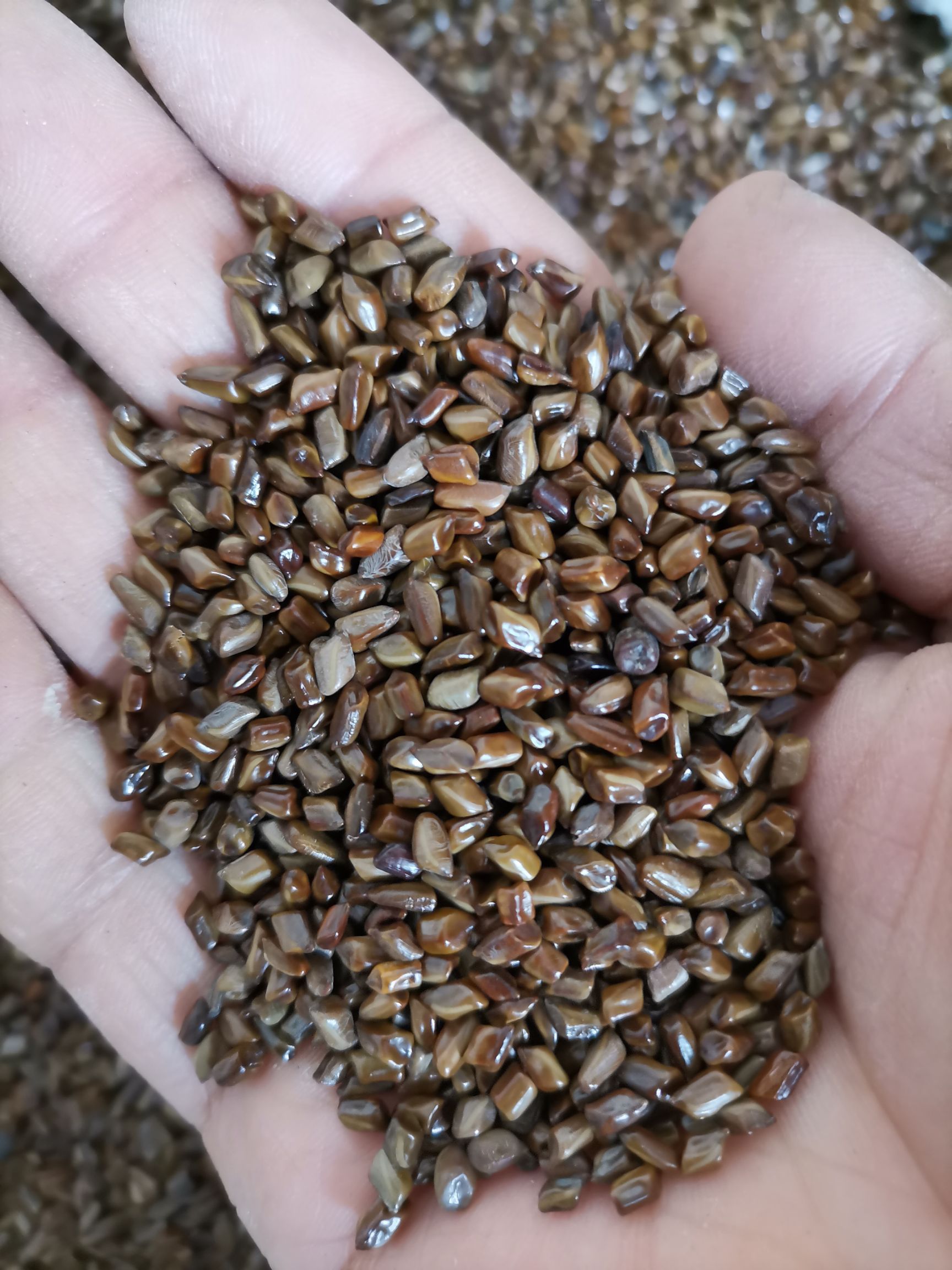 决明子  国产含量高   大粒  生  炒  宁夏草决明