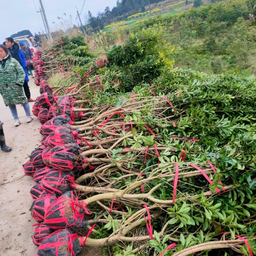 靖州县荸荠杨梅种苗  杨梅树苗.种苗.（乌梅.东魁.台梅王子安海）