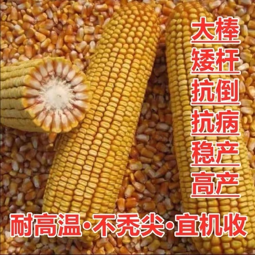 聊城玉米种子  晋单78出籽率高，高产高抗穗位低，活杆成熟，韧性好