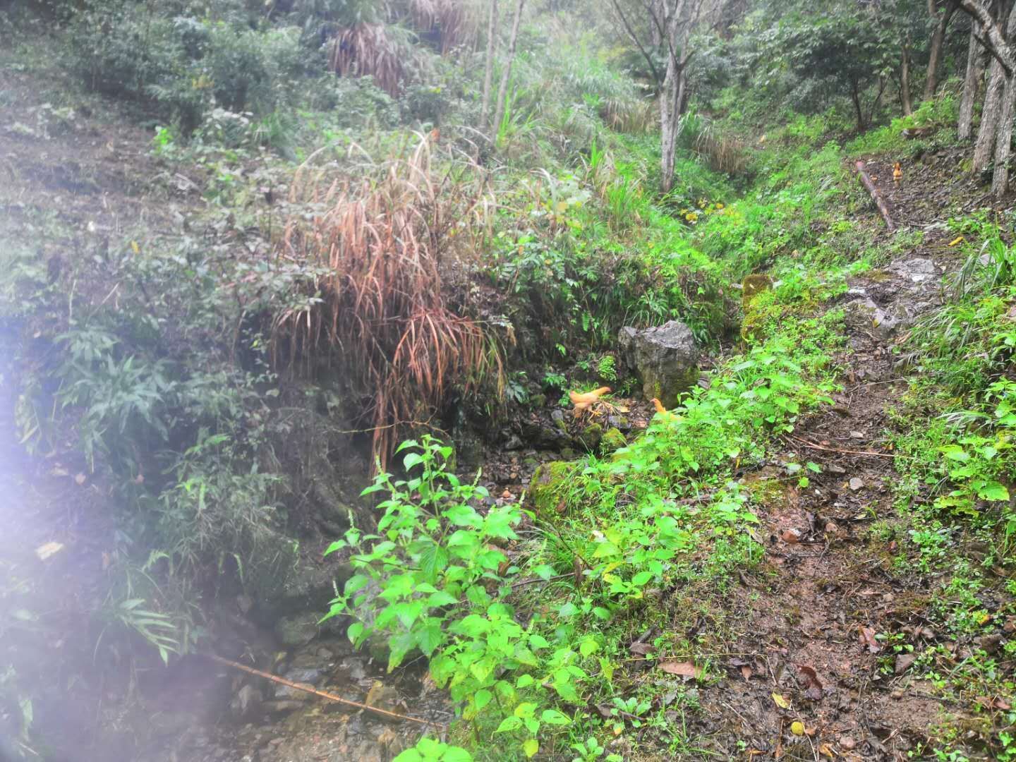 千岛湖土鸡