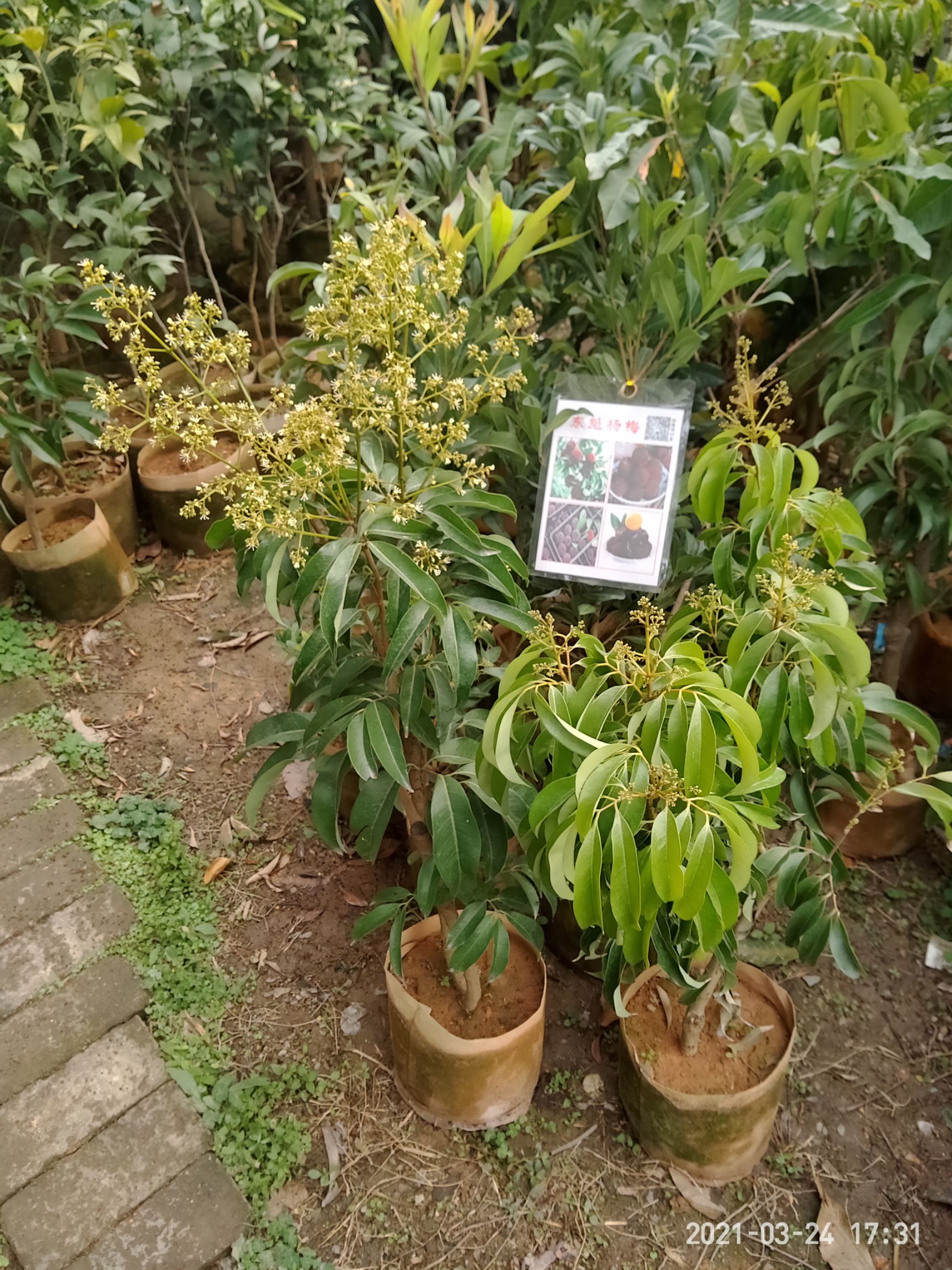 妃子笑荔枝苗  妃子笑荔枝树