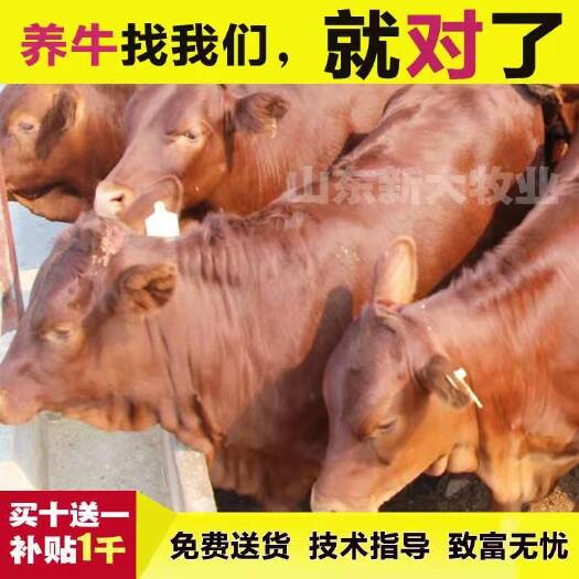 济宁肉牛犊，黄牛苗，鲁西黄牛，买十送一，送铡草机