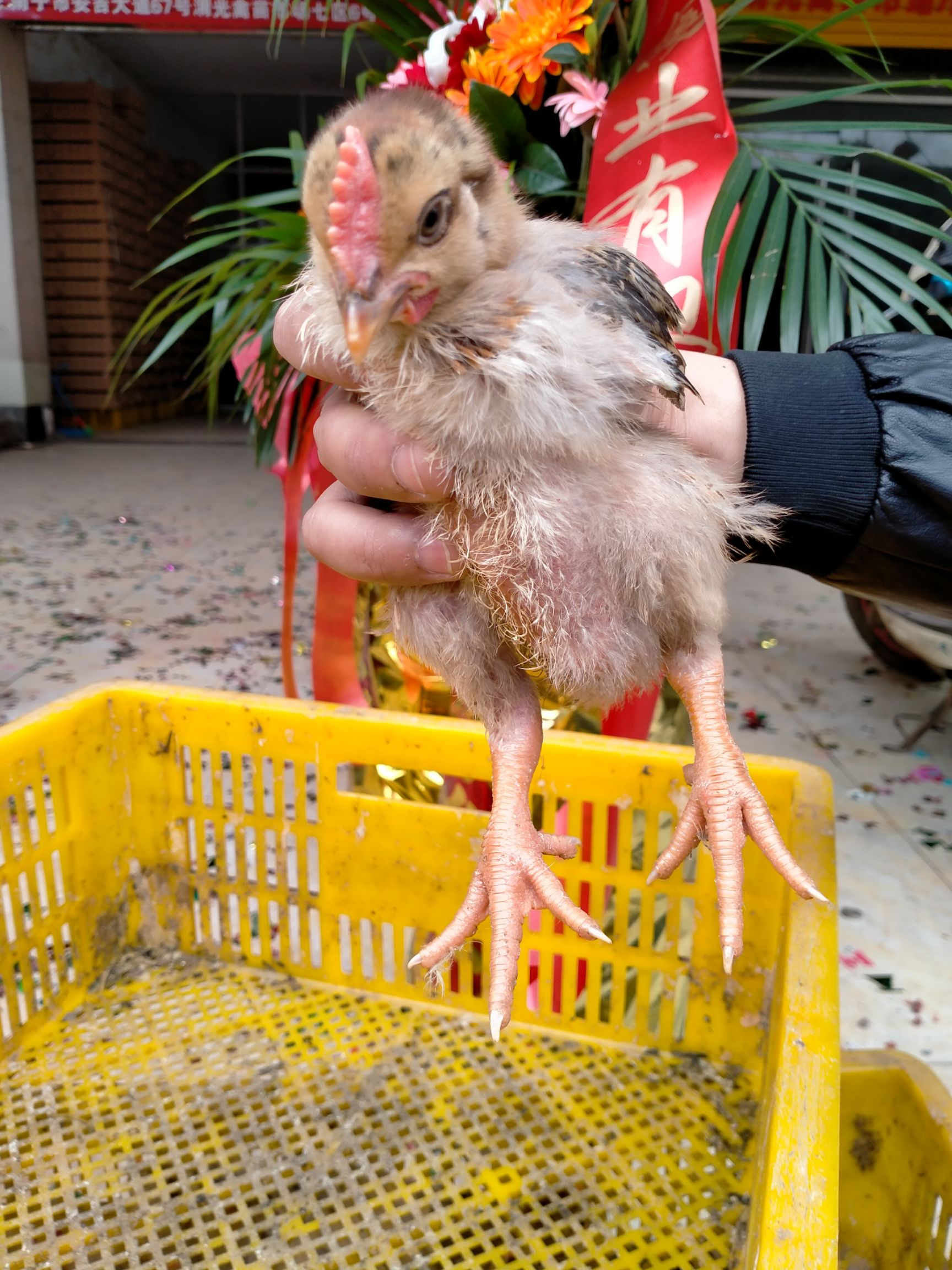快大型K9肉鸡苗 脱温鸡公苗母苗，大量批发，可零售质量保证！