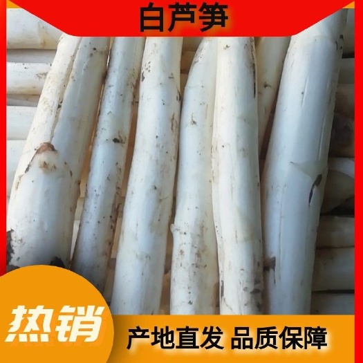 潍坊优质白芦笋  农户直销  大量上市 量大从优  品质保证