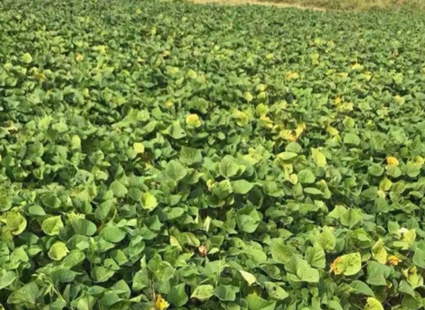 地参苗 春季西瓜红，脱毒高产红薯苗开始预定了