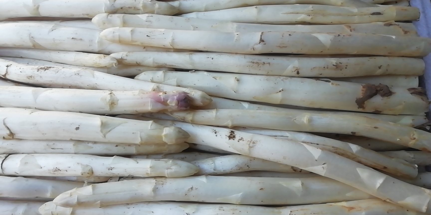 潍坊白芦笋  大量上市  农户直销  品质保证