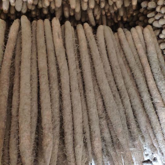 蠡县麻山药  条形一流粗细均匀皮色白