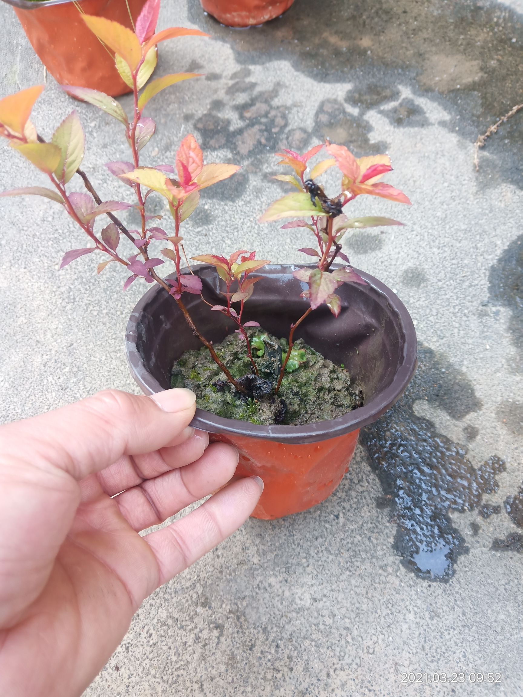 金焰绣线菊苗
