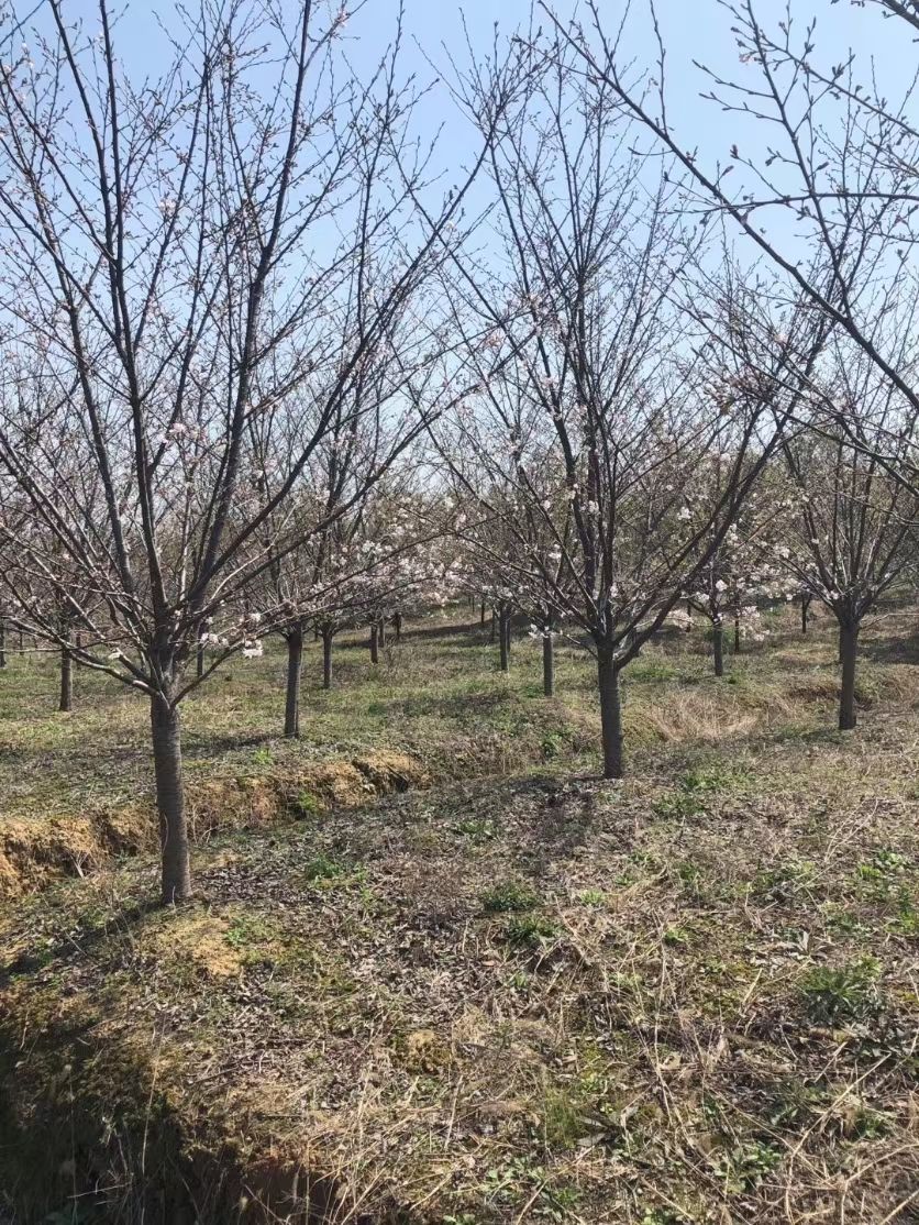 日本晚樱  樱花基地1-25公分大量供应