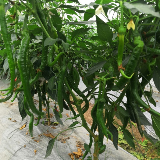 宁都县 设施辣椒  线椒/螺丝椒/泡椒